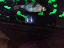 Tiger Barb Deaths: 3 in <24 hours