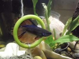 Pets Photo Contest