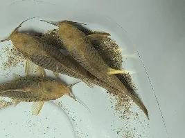 Hand Sanitisers & Aquariums?