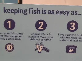 Why we see so many people come here with dying fish.