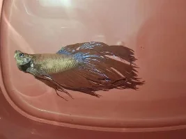 Tank is slowly dying off