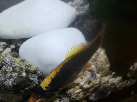 Sick platy