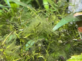 Identification