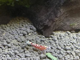 5 gallon Fluval Spec V