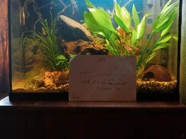 VOTE NOW: October 2026 Tank of the Month Contest (17-30 US Gallons)