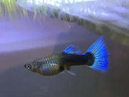 5 gallon Fluval Spec V