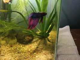 Betta photo shoot