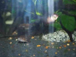 What is this on the cory?