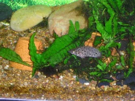 Speckles , Spots and