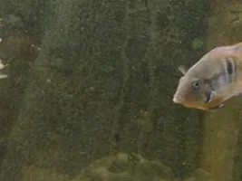 Can you identify which acara fish this is?
