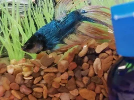 What causes these white patches on my betta???