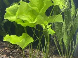 Plant ID