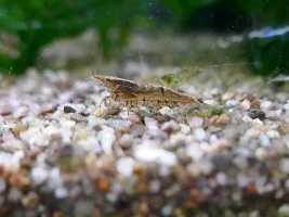 Wild neocaridina shrimp...