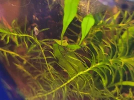 Planted tank fertilizer