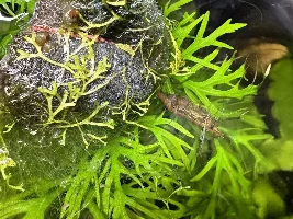 Fluval Flex 15 gallon build thread