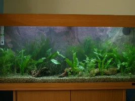 My New Rio 180 Tank