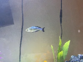 Rainbow fish curved back