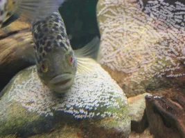Spawning Pics!