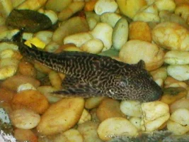 Cairo Fish Grotto & Gardens
