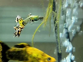 VOTE NOW - February 2024 Fish of the Month Contest (Livebearers)