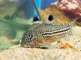 Cories, lots of cories.