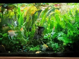 how much different are Echinodorus Grandifolius, to grow, than Anubias