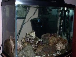 28 gallon Bowfront