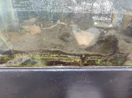 Rebuilding an old abandoned 29g