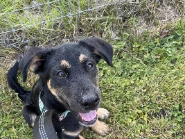 JuiceBox52 - July 2023 Pet of the Month Winner