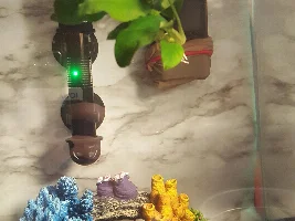 Anubias nana
