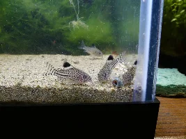 Interested in breeding... seriously this time.