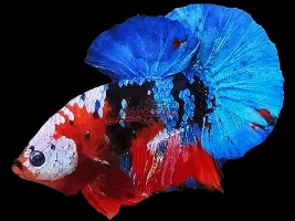 Plakad Koi Galaxy