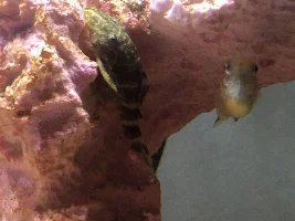 What fish is this?