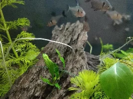 New tetras.. 2 died