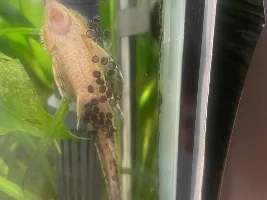 Badger's 150g Rio Negro/Orinoco Flooded Rain Forest
