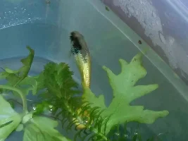 Bruised and bloated Guppy, help!