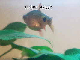 Both Rosy Barbs acting strange!