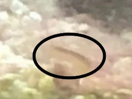 Mysterious Creature ID