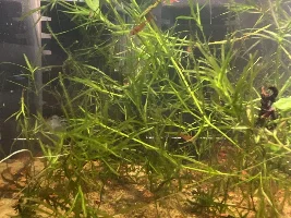 Why is my ph always rising in my aquariums?