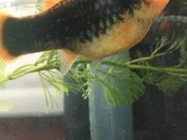 Pregnant platy