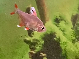 My 3 Favorite Tetras…What Are Yours?