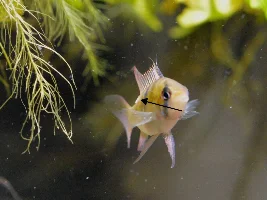 Angelfish question