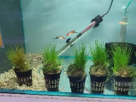Need help selecting plants