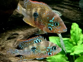 Ellioti breeding tank