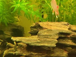 Corydoras