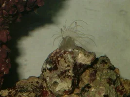 Marine Nano tank