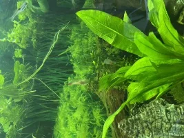 Hi...can anyone help with my yellow phantom tetra???