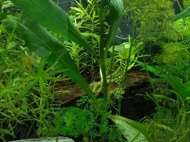 Easiest Plants to grow