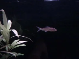 Unidentified Fish