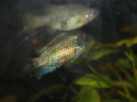 Blue acara fry